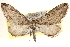  (Eupithecia acutipennis - BIOUG11933-B11)  @15 [ ] CreativeCommons - Attribution (2014) CBG Photography Group Centre for Biodiversity Genomics