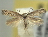  (Elachista coniophora - BIOUG06174-F09)  @14 [ ] CreativeCommons - Attribution (2013) CBG Photography Group Centre for Biodiversity Genomics
