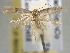  ( - BIOUG06257-E11)  @12 [ ] CreativeCommons - Attribution (2013) CBG Photography Group Centre for Biodiversity Genomics