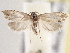  (Eucosma clementeana - BIOUG09820-E01)  @13 [ ] CreativeCommons - Attribution (2014) CBG Photography Group Centre for Biodiversity Genomics
