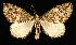  (Hydriomena furinae - 06-CRBC-0240)  @14 [ ] CreativeCommons - Attribution (2010) Unspecified Centre for Biodiversity Genomics