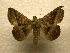  (Epidromia dickeli - 10-CRBS-978)  @15 [ ] No Rights Reserved (2010) James Sullivan Research Collection of J. B. Sullivan