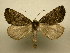  (Dasciopteryx Sullivan1423 - 11-CRBS-132)  @14 [ ] No Rights Reserved (2011) JB Sullivan Research Collection of J. B. Sullivan