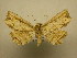  (Oroscopa variegata - 11-CRBS-1725)  @14 [ ] No Rights Reserved  J. B. Sullivan Unspecified