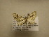  (Eupithecia nemoralis - 12-CRBS-039)  @13 [ ] No Rights Reserved (2012) JB Sullivan Research Collection of J.B. Sullivan