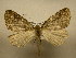  (Dasciopteryx Sullivan6265 - 12-CRBS-134)  @14 [ ] No Rights Reserved (2012) JB Sullivan Research Collection of J.B. Sullivan