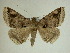  (Celiptera helvina - 13-CRBS-081)  @14 [ ] No Rights Reserved (2013) James Sullivan Research Collection of J. B. Sullivan