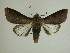  (Marilopteryx BioLep4717 - 13-CRBS-214)  @14 [ ] No Rights Reserved (2013) James Sullivan Research Collection of J. B. Sullivan