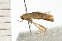  (Scorpiopsis sp. PH 1 - 08-QLDLI-011)  @13 [ ] CreativeCommons - Attribution (2008) Unspecified Centre for Biodiversity Genomics