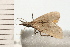  (Hypena rhynchophora - 08-QLDLI-334)  @13 [ ] CreativeCommons - Attribution (2008) Unspecified Centre for Biodiversity Genomics