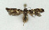  (Elachista atricomella - NHMO-DAR-3945)  @14 [ ] No Rights Reserved (2014) Arild Johnsen University of Oslo, Natural History Museum