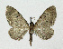  (Eupithecia absinthiata - NHMO-DAR-4007)  @15 [ ] No Rights Reserved (2014) Arrild Johnsen Natural history museum, University of Oslo