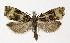  (Celypha lacunana - NHMO-DAR-4132)  @14 [ ] No Rights Reserved (2014) Arrild Johnsen Natural history museum, University of Oslo