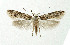  (Endrosis sarcitrella - NHMO-DAR-5180)  @14 [ ] Copyright (2015) Unspecified University of Oslo, Natural History Museum