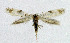  (Pseudopostega crepusculella - NHMO-DAR-6341)  @14 [ ] Copyright (2015) Unspecified University of Oslo, Natural History Museum