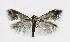  (Heliozela resplendella - NHMO-DAR-6342)  @14 [ ] Copyright (2015) Unspecified University of Oslo, Natural History Museum