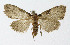  (Nolidae sp. KB01 - NHMO-DAR-10555)  @15 [ ] CreativeCommons - Attribution Non-Commercial Share-Alike (2016) Unspecified University of Oslo, Natural History Museum