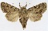 (Noctuidae_gen - NHMO-DAR-10581)  @11 [ ] CreativeCommons - Attribution Non-Commercial Share-Alike (2016) Unspecified University of Oslo, Natural History Museum