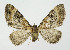  (Eupithecia linariata - NHMO-DAR-10664)  @14 [ ] CreativeCommons - Attribution Non-Commercial Share-Alike (2016) Unspecified University of Oslo, Natural History Museum