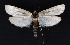  (Lepidoptera_gen - NHMO-DAR-10817)  @11 [ ] CreativeCommons - Attribution Non-Commercial Share-Alike (2016) Unspecified University of Oslo, Natural History Museum