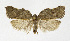  (Acleris sp - NHMO-DAR-12501)  @14 [ ] CreativeCommons - Attribution Non-Commercial Share-Alike (2017) Unspecified University of Oslo, Natural History Museum