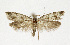  (Scythropiidae - NHMO-DAR-13591)  @14 [ ] CreativeCommons - Attribution Non-Commercial Share-Alike (2017) Unspecified University of Oslo, Natural History Museum