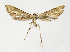  (Platyptilia isodactylus - NHMO-DAR-13630)  @11 [ ] CreativeCommons - Attribution Non-Commercial Share-Alike (2017) Unspecified University of Oslo, Natural History Museum