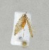  (Argyresthia sp. KB01H185 - NHMO-DAR-14088)  @11 [ ] CreativeCommons - Attribution Non-Commercial Share-Alike (2017) Unspecified University of Oslo, Natural History Museum