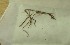  (Harpanthus flotovianus - CCDB-21453 E7)  @11 [ ] CreativeCommons - Attribution Non-Commercial Share-Alike (2014) NTNU University Museum, Department of Natural History NTNU University Museum, Department of Natural History