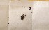  (Marsupella alpina - CCDB-21453 A9)  @11 [ ] CreativeCommons - Attribution Non-Commercial Share-Alike (2014) NTNU University Museum, Department of Natural History NTNU University Museum, Department of Natural History
