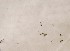  (Riccardia palmata - CCDB-21453 E11)  @11 [ ] CreativeCommons - Attribution Non-Commercial Share-Alike (2014) NTNU University Museum, Department of Natural History NTNU University Museum, Department of Natural History