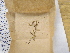  (Tetralophozia setiformis - CCDB-21453 G5)  @11 [ ] CreativeCommons - Attribution Non-Commercial Share-Alike (2014) NTNU University Museum, Department of Natural History NTNU University Museum, Department of Natural History