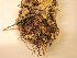  (Anastrophyllum joergensenii - B-671082)  @11 [ ] CreativeCommons - Attribution Non-Commercial Share-Alike (2015) NTNU University Museum, Department of Natural History NTNU University Museum, Department of Natural History