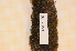  (Scapania obcordata - CCDB-18874_F6)  @11 [ ] CreativeCommons - Attribution Non-Commercial Share-Alike (2013) NTNU Museum of Natural History and Archaeology NTNU Museum of Natural History and Archaeology