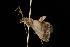  (Chilo crossostichus - Moth 021.03CL)  @14 [ ] CreativeCommons - Attribution (2010) Unspecified Centre for Biodiversity Genomics
