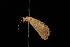  (Endotricha sp. 1 - Moth 229.01LZ)  @13 [ ] CreativeCommons - Attribution (2010) Unspecified Centre for Biodiversity Genomics