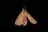  (Endotricha sp. 3 - Moth 243.01LZ)  @13 [ ] CreativeCommons - Attribution (2010) Unspecified Centre for Biodiversity Genomics