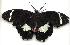  (Papilio aegeus - gvc1991-1L)  @15 [ ] Copyright (2004) Unspecified Unspecified