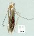  (Epicephala sp. ex. breynia oblongifolia - gvc8105-1L)  @13 [ ] Copyright (2004) Unspecified Unspecified