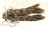  (Hypatima sp. 6 - gvc7894)  @13 [ ] CreativeCommons - Attribution (2004) Unspecified Centre for Biodiversity Genomics