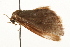  (Idaea sp. 9 - gvc7910)  @12 [ ] CreativeCommons - Attribution (2010) Unspecified Centre for Biodiversity Genomics