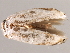  (Opostegoides gephyraea - 2006-LOQT-685)  @13 [ ] CreativeCommons - Attribution (2010) CBG Photography Group Centre for Biodiversity Genomics