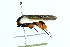  ( - 10-BWLOT-0065)  @11 [ ] CreativeCommons - Attribution (2010) CBG Photography Group Centre for Biodiversity Genomics