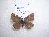  (Cupido minimus - 2005-LOWA-745)  @13 [ ] CreativeCommons - Attribution (2010) Unspecified Centre for Biodiversity Genomics