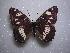  (Limenitis reducta - LOWA-AR-65)  @14 [ ] Unspecified (default): All Rights Reserved  Unspecified Unspecified