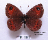  (Erebia graucasica transcaucasica - McGuire09-TR107)  @14 [ ] Unspecified (default): All Rights Reserved  Unspecified Unspecified