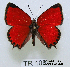  (Lycaena thetis - McGuire09-TR108)  @14 [ ] Unspecified (default): All Rights Reserved  Unspecified Unspecified