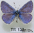  (Polyommatus icarus - McGuire09-TR123)  @15 [ ] Unspecified (default): All Rights Reserved  Unspecified Unspecified