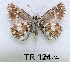  (Pyrgus sp - McGuire09-TR124)  @14 [ ] Unspecified (default): All Rights Reserved  Unspecified Unspecified