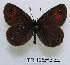  (Erebia melancholica - McGuire09-TR125)  @14 [ ] Unspecified (default): All Rights Reserved  Unspecified Unspecified